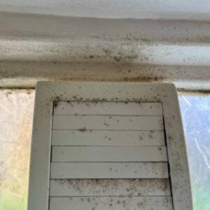 mold vent